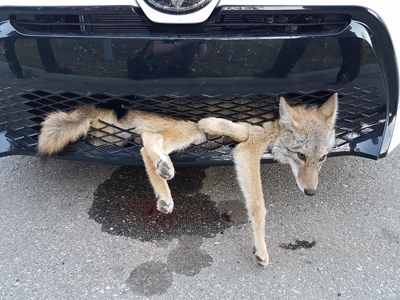 Illustration for article titled Guy Tries To Coyote Swap His New Camry